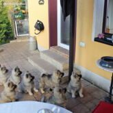 Warten auf die Züchterin