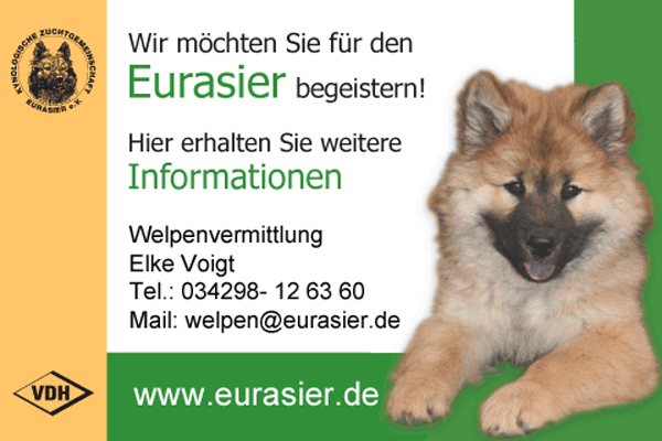 Eurasier Foto