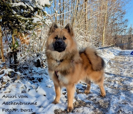 Eurasier Foto