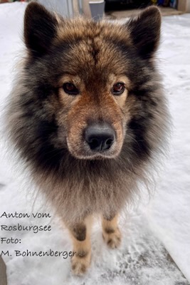 Eurasier Foto