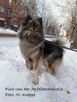 Eurasier Foto