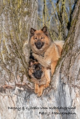 Eurasier Foto