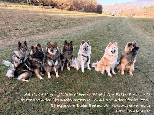 Eurasier Foto