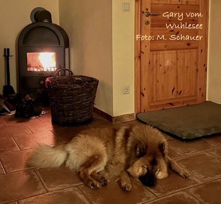 Eurasier Foto