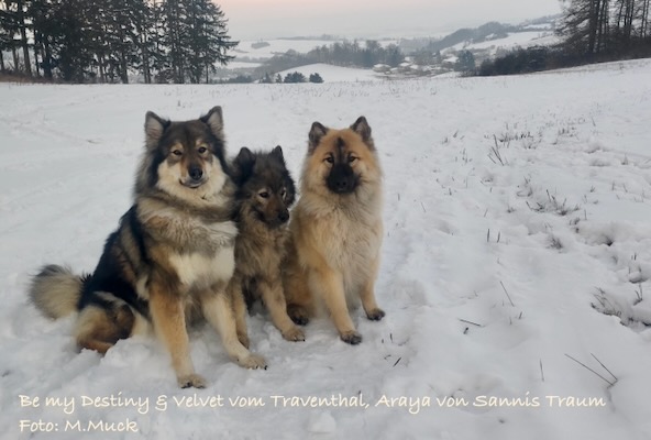 Eurasier Foto