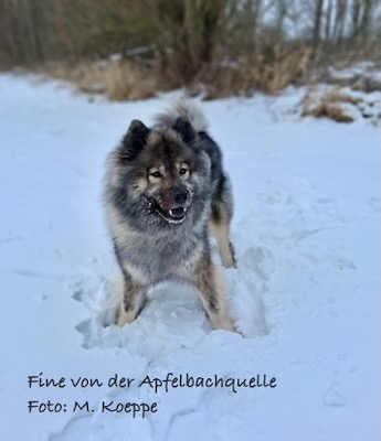Eurasier Foto