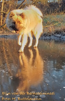 Eurasier Foto