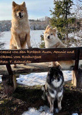 Eurasier Foto