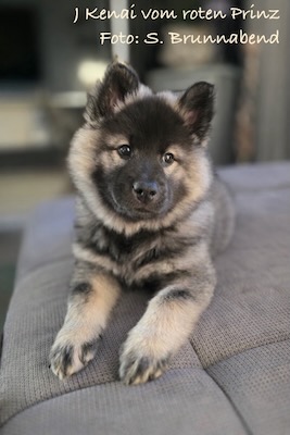 Eurasier Foto