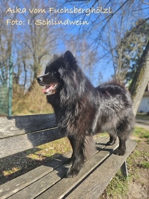 Eurasier Foto