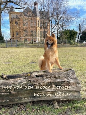 Eurasier Foto