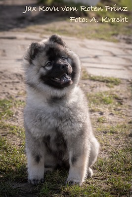 Eurasier Foto