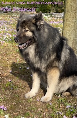 Eurasier Foto