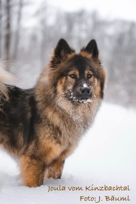 Eurasier Foto