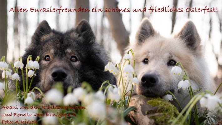 Eurasier Foto