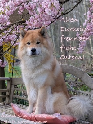 Eurasier Foto