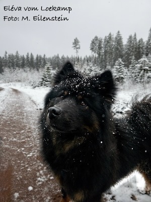 Eurasier Foto