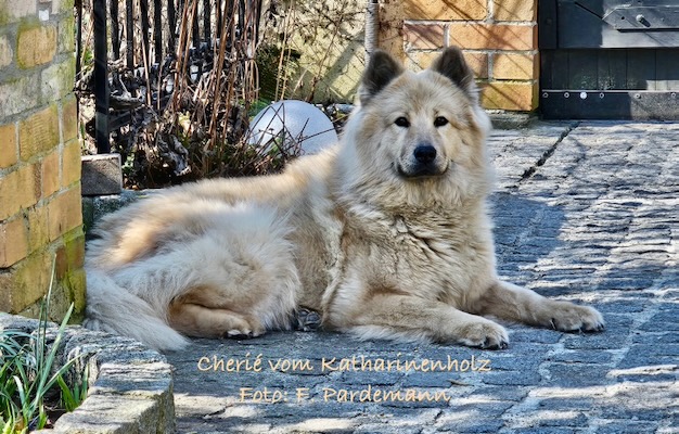 Eurasier Foto