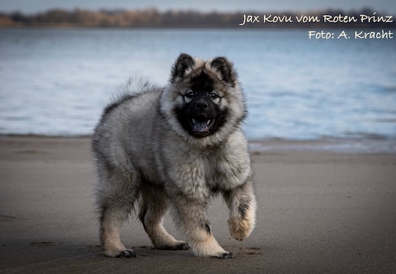 Eurasier Foto