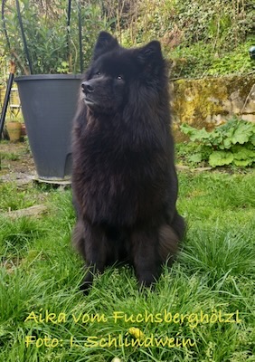 Eurasier Foto