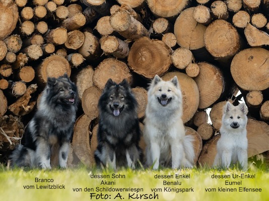 Eurasier Foto