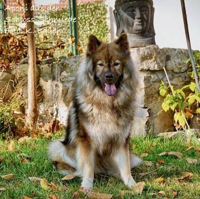 Eurasier Foto