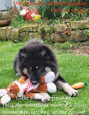Eurasier Foto