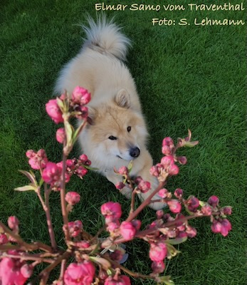 Eurasier Foto