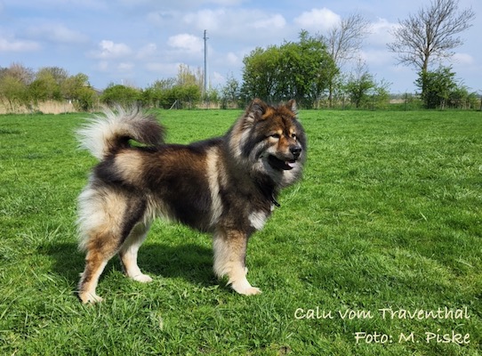 Eurasier Foto
