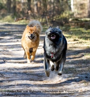 Eurasier Foto