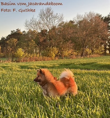 Eurasier Foto