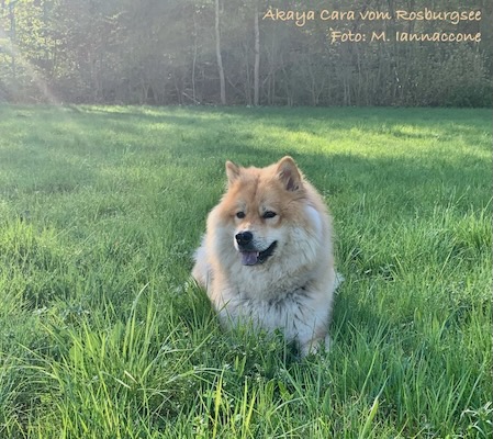 Eurasier Foto
