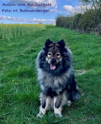 Eurasier Foto