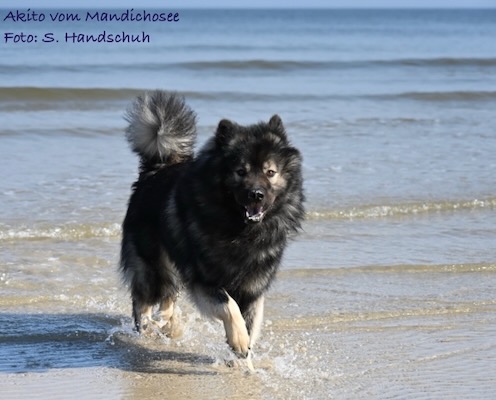 Eurasier Foto