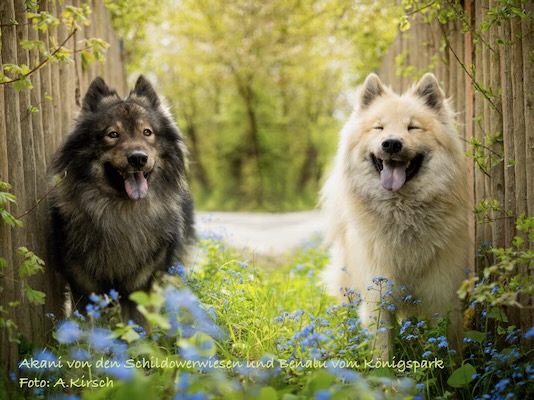 Eurasier Foto