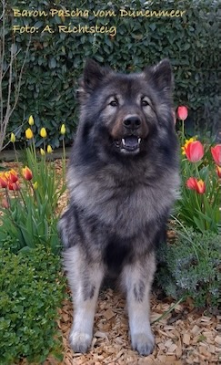 Eurasier Foto