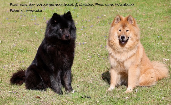 Eurasier Foto