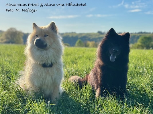 Eurasier Foto
