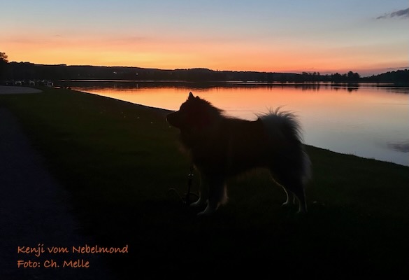 Eurasier Foto