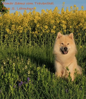 Eurasier Foto