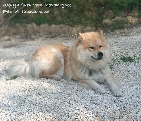 Eurasier Foto