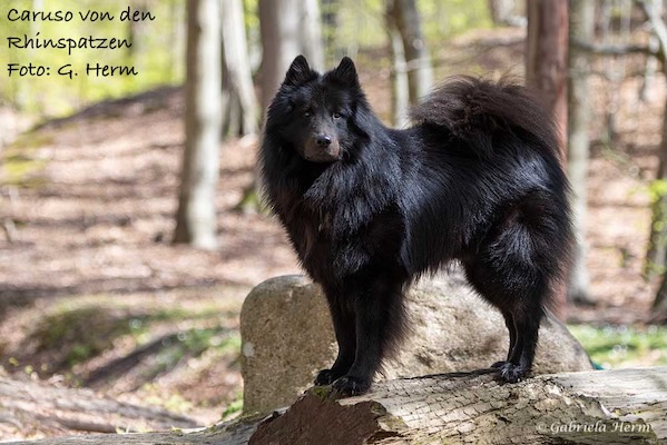 Eurasier Foto