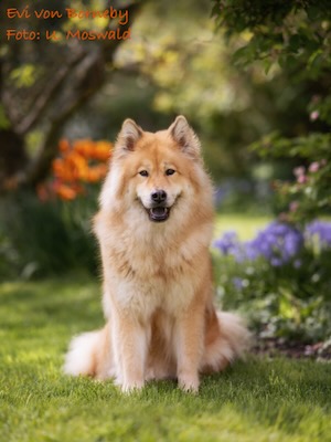 Eurasier Foto