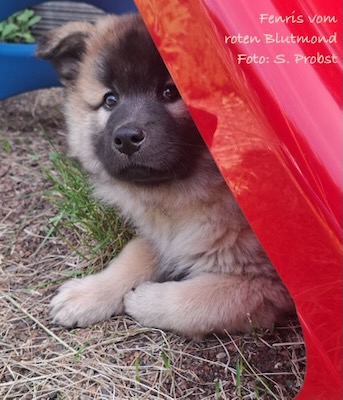 Eurasier Foto