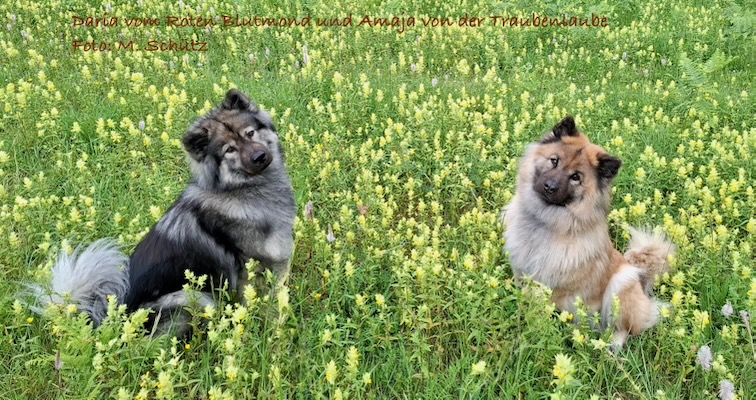 Eurasier Foto