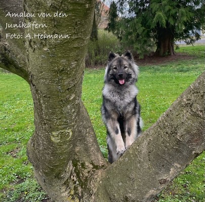 Eurasier Foto