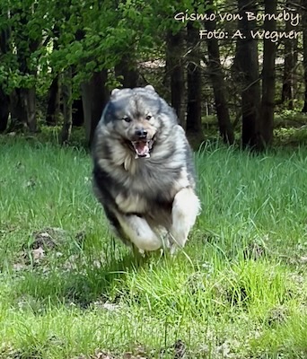 Eurasier Foto