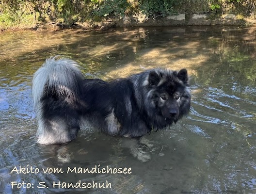 Eurasier Foto