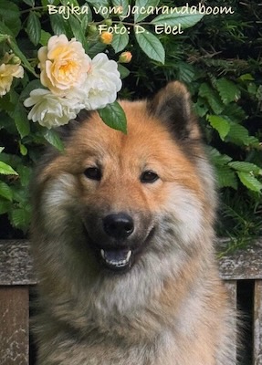 Eurasier Foto