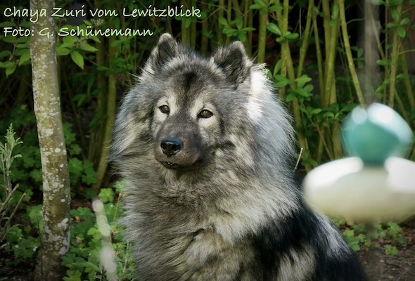 Eurasier Foto